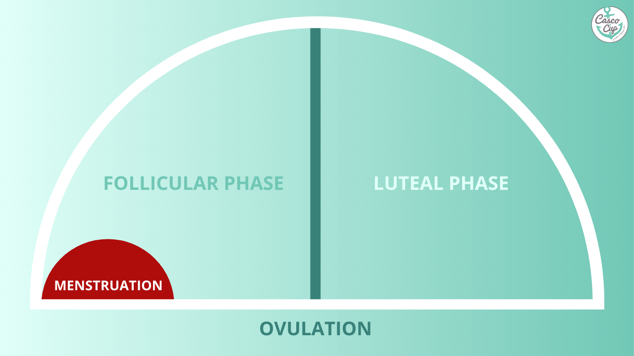 What is the follicular phase of the menstrual cycle. How long does