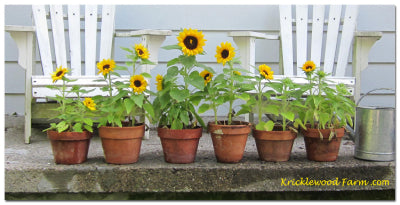 Sunflower "Sunny Smile" 
