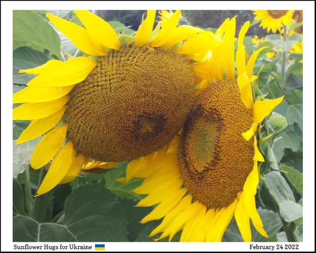 Kricklewood Farm Sunflower Hugs for Ukraine
