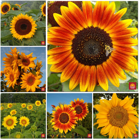 Kricklewood Farm Sunflowers 