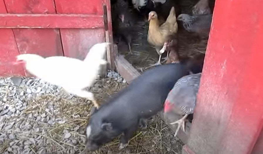 Kricklewood Farm Morning Rush Video