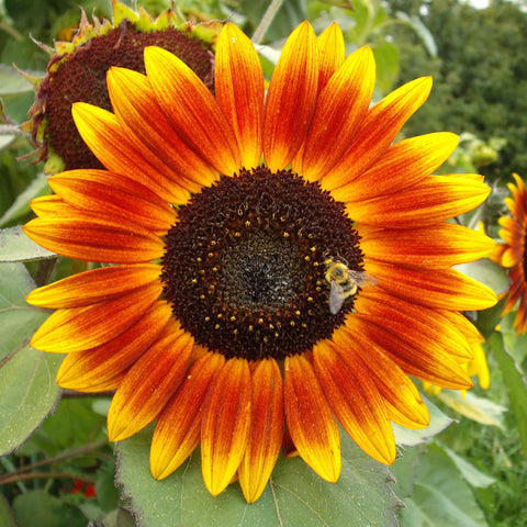 Kricklewood Farm Sunflower Oil for Skin Care 