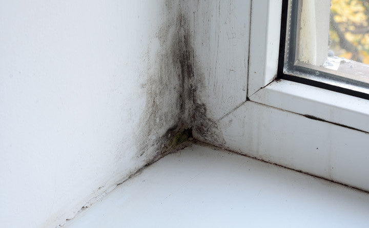https://cdn.shopify.com/s/files/1/1463/6228/articles/MAIN-IMAGE-What-Is-The-Difference-Between-Mold-And-Mildew-Blog-Post_1024x1024.jpg?v=1501166783