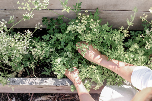 Abeego cilantro