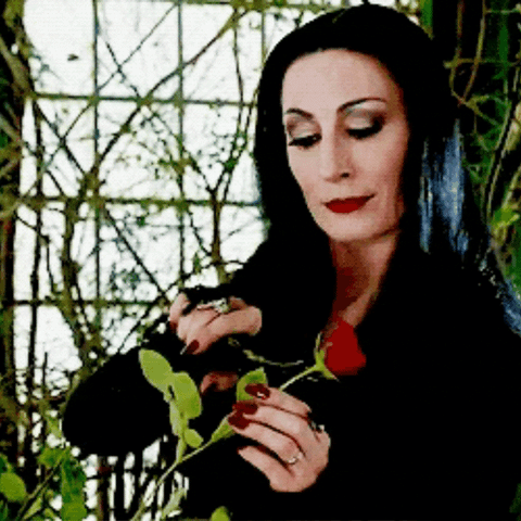 Morticia Addams cuts off the rose from the stem in her greenhouse.
