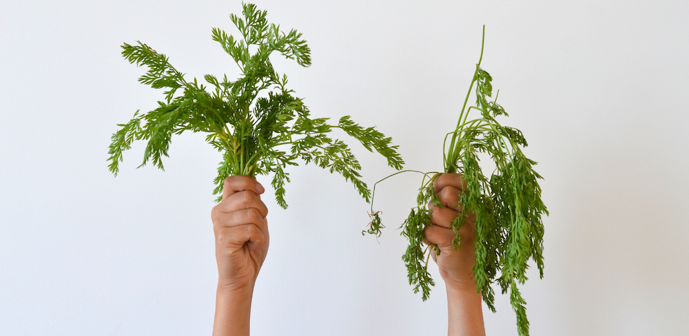 carrot greens wrapped in Abeego versus left naked