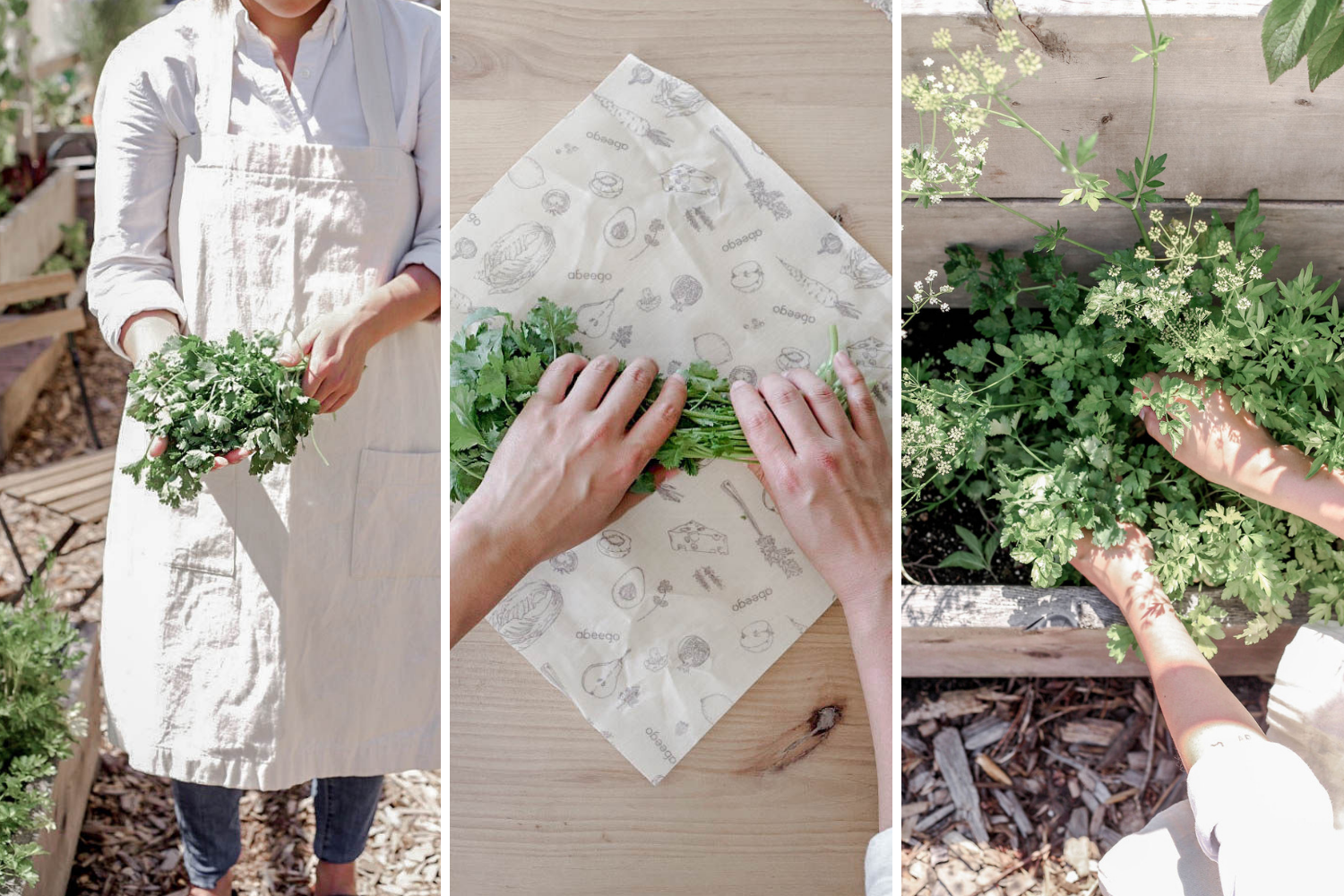 Keep Cilantro Alive for longer | Abeego Beeswax Wraps