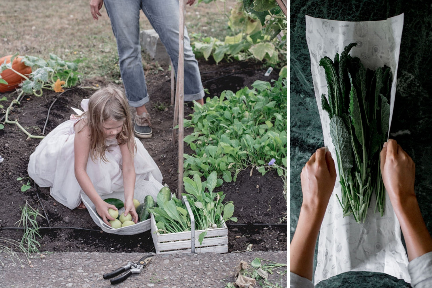 Keep Food Alive | The Abeego Garden | The power to save food is in your hands