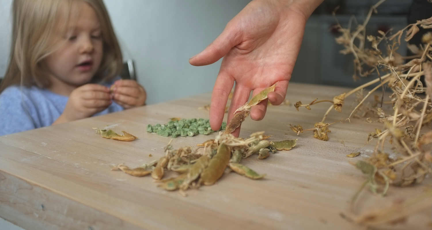 how to save pea seeds, saving seeds with kids, circular economy