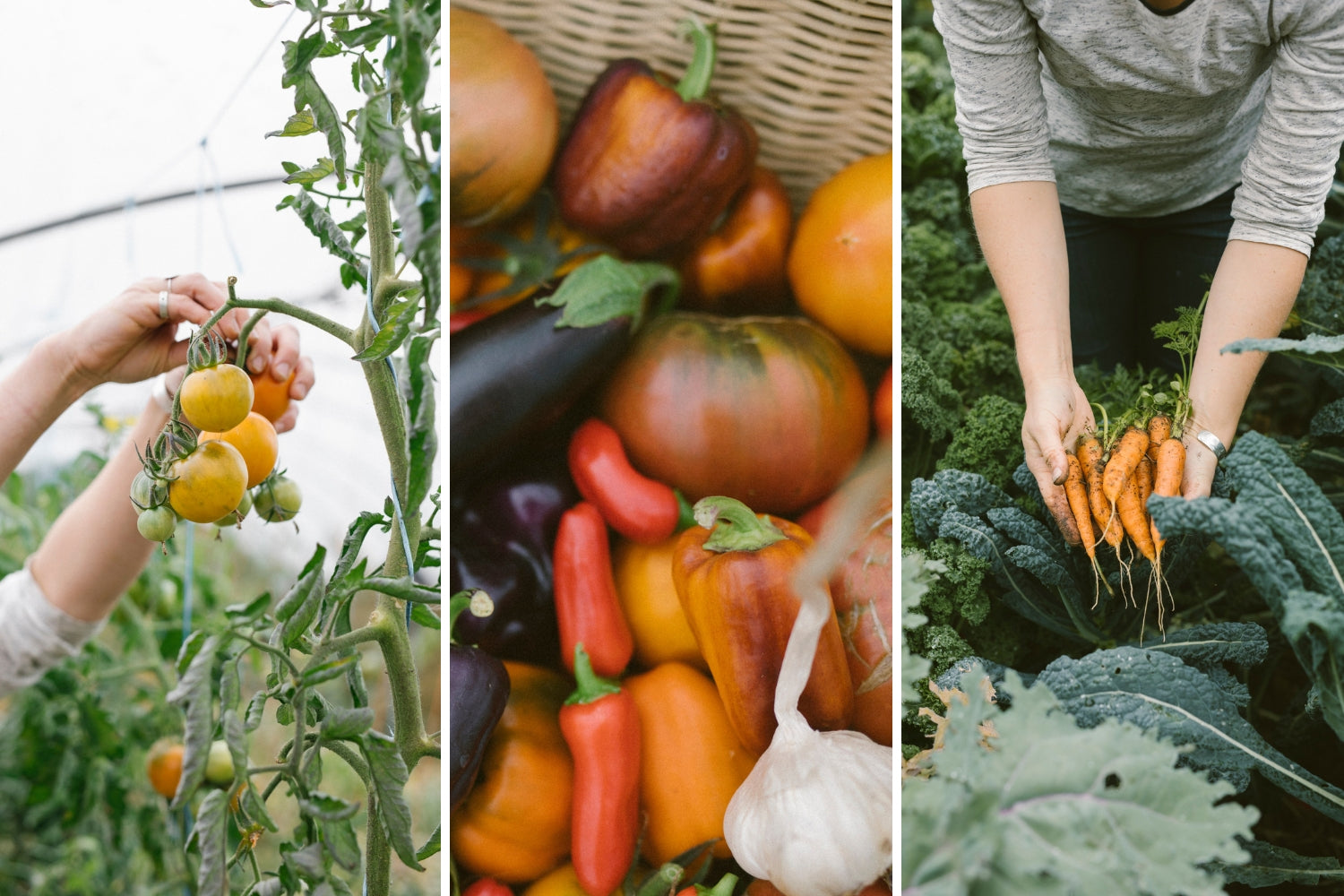 The best way to save freshly picked vegetables is in Abeego beeswax wrap, the choice of gardeners