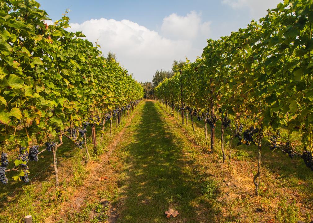 Vineyard in the Netherlands