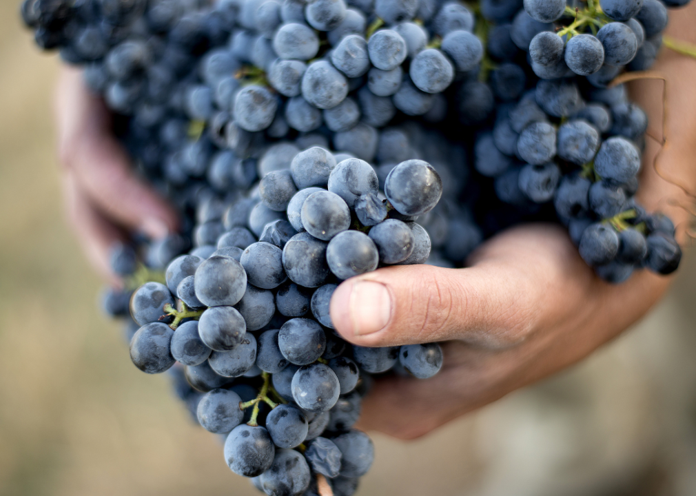 Ripe wine grapes