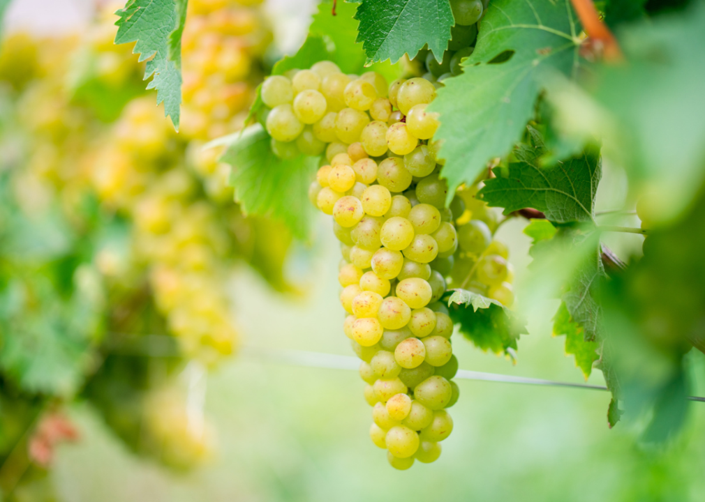 White wine grapes