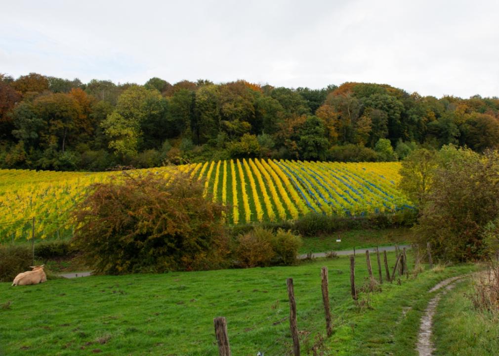 Vineyard in Belgium