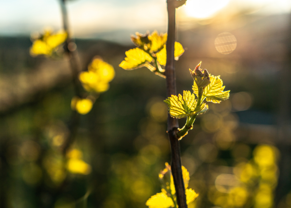 Grapevines