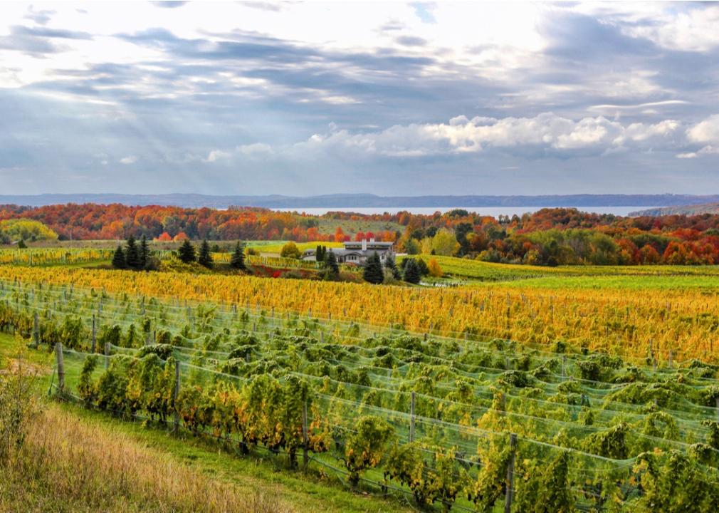 Vineyard in Michigan