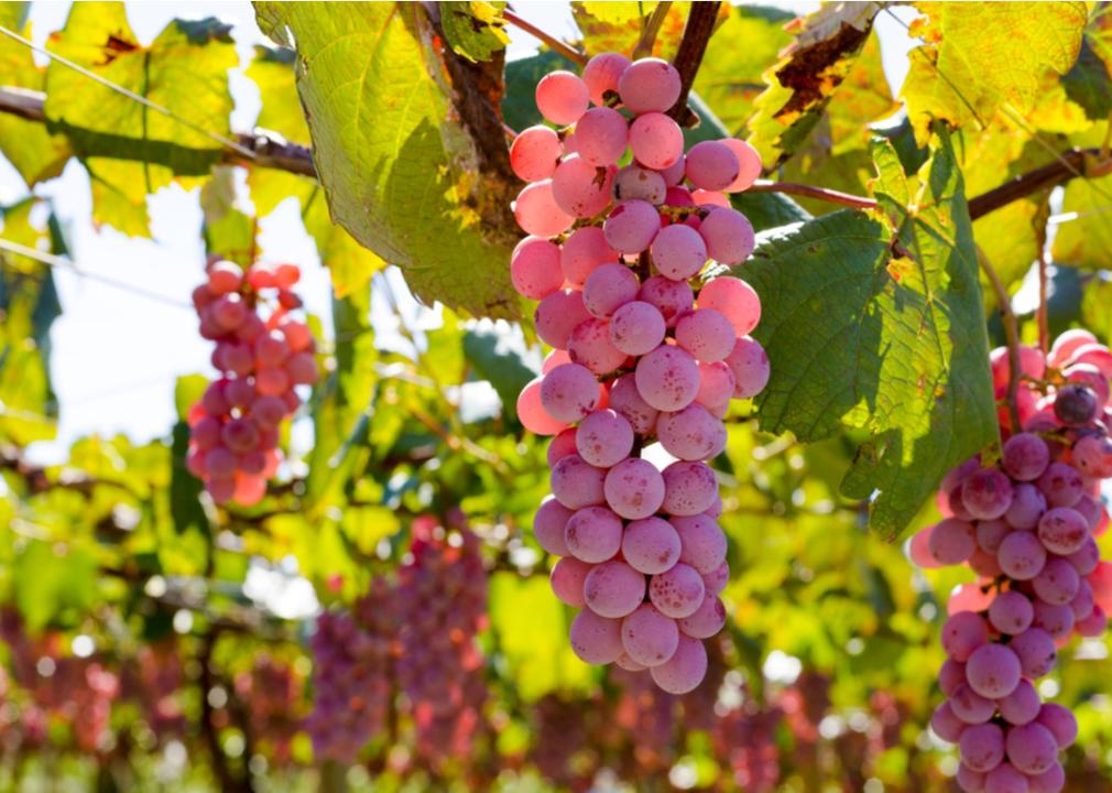 Vineyard in Japan