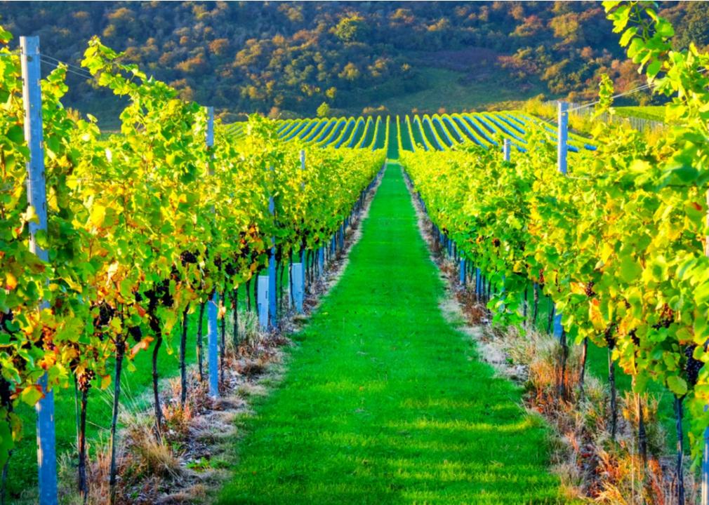 A vineyard in England