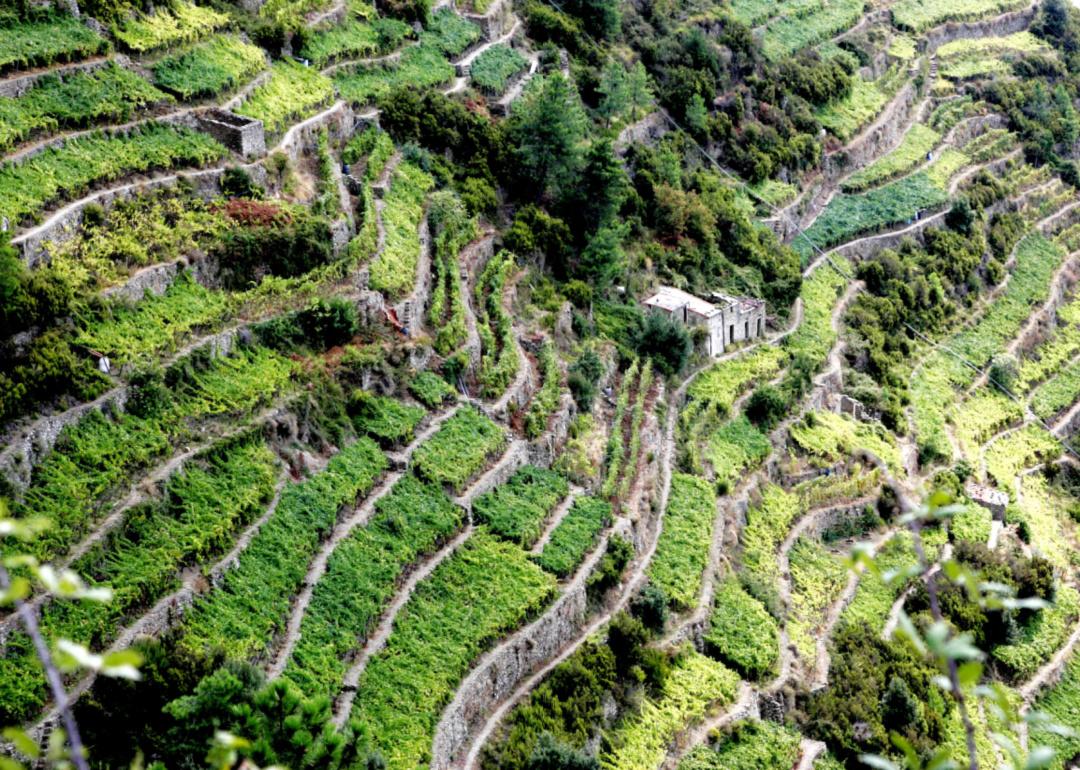 Sardinian winery
