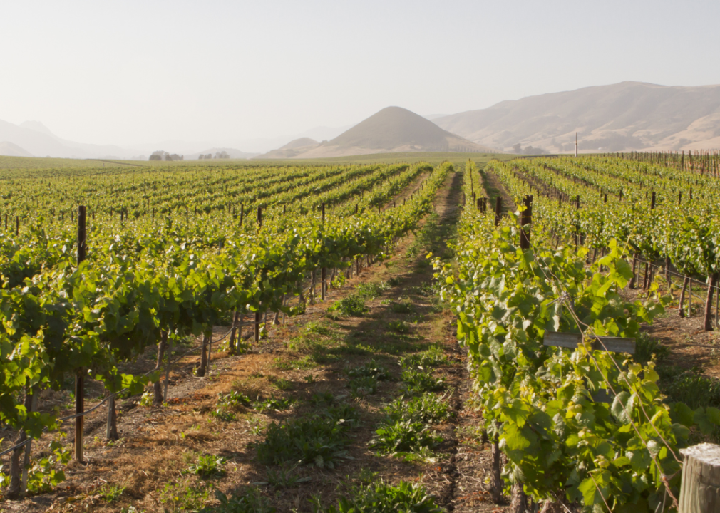 San Luis Obisbo vineyard