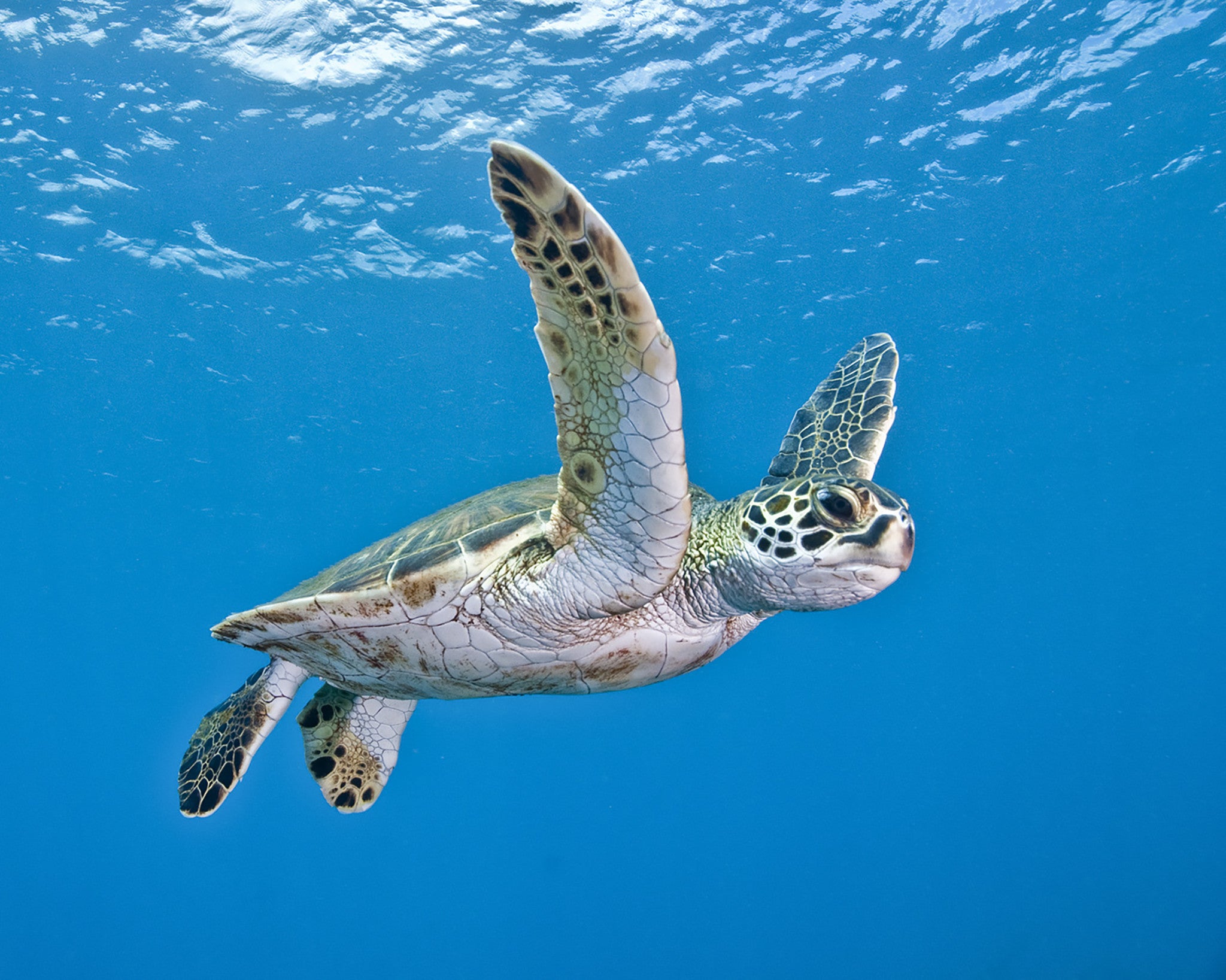 Flying_Turtle-Turtle-Maui-Hawaii-Cesere.jpg?v=1558371708