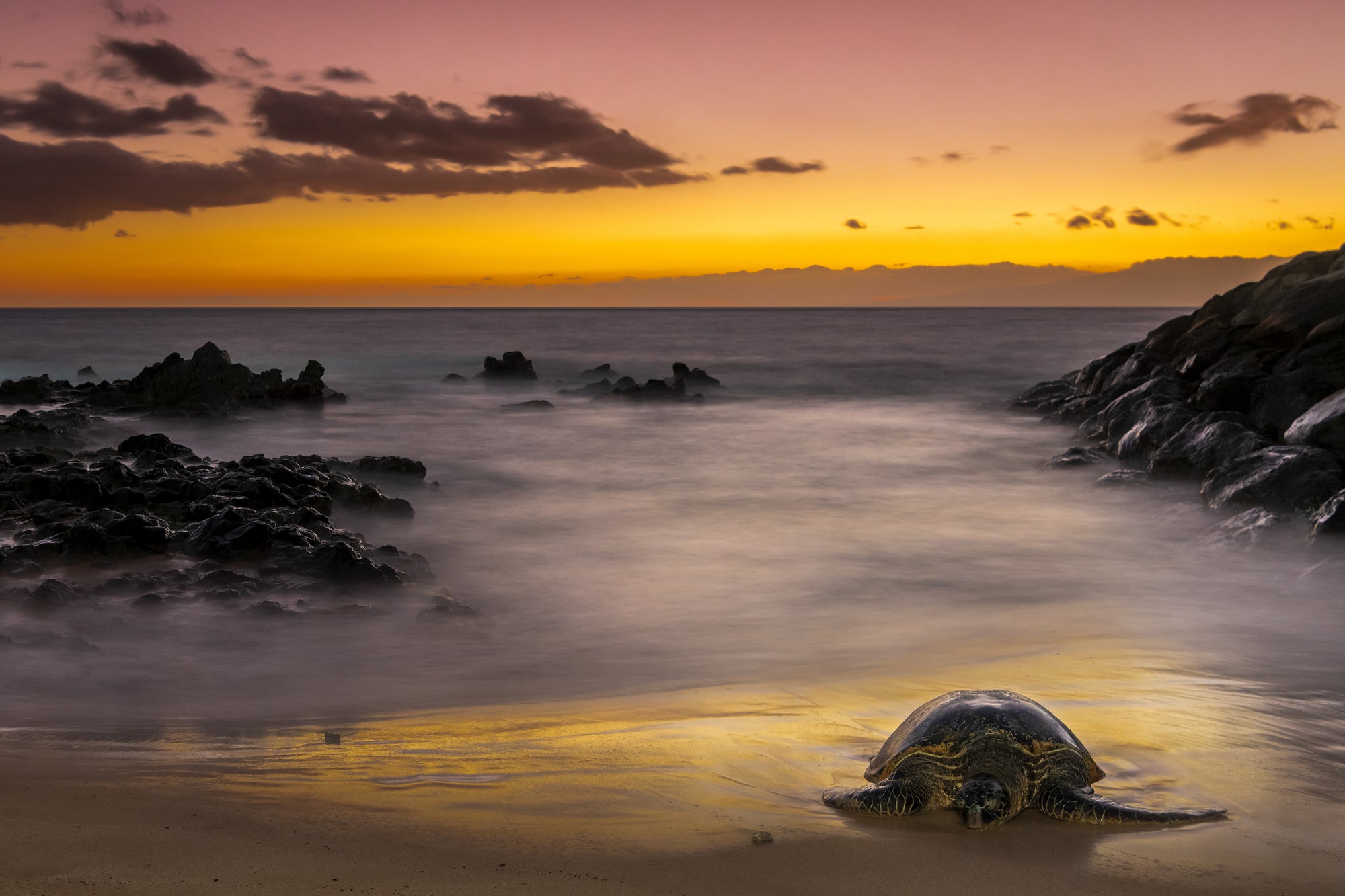 https://cdn.shopify.com/s/files/1/1464/5758/products/OmbreEve-Sunset-Turtle-Maui-Kihei-Cesere_2000x.jpg?v=1663111657