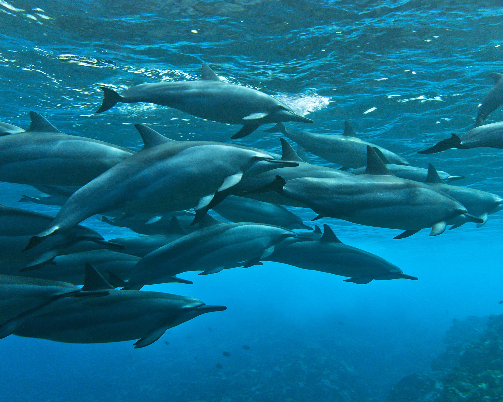 Spinner_Dolphins-dolphins-maui-hawaii-cesere.jpg?v=1479677557