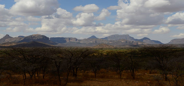 Mixed acacia/commiphora bushland-Home of the Myrrh family of trees