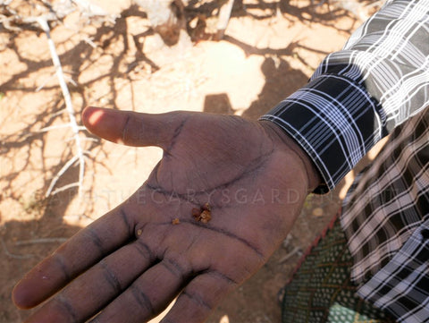 Suhul Myrrh Harvest-One tear at a time. Ethiopia