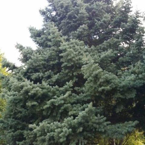 White Spruce tree Ontario