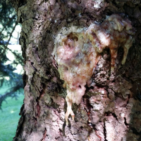 Fresh Spruce resin collecting on the tree