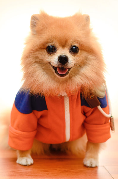 NARUTO UZUMAKI Dog Clothing – HachiCorp