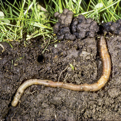 A worm burrowing towards the surface.