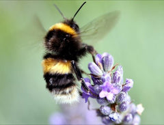 Bumblebee on flower