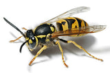 European wasp