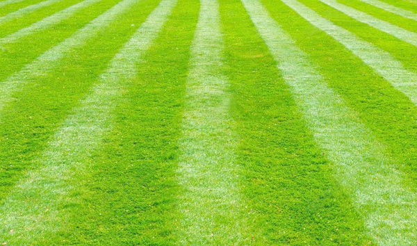 Tracmaster Ltd | How To Care For Your Lawn | Grass with Stripes