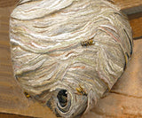 Wasp nest