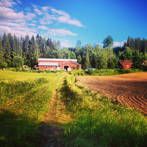 Beekeeper Marja Komppa's farm on the edge of the forest in Korpiaho, central Finland.