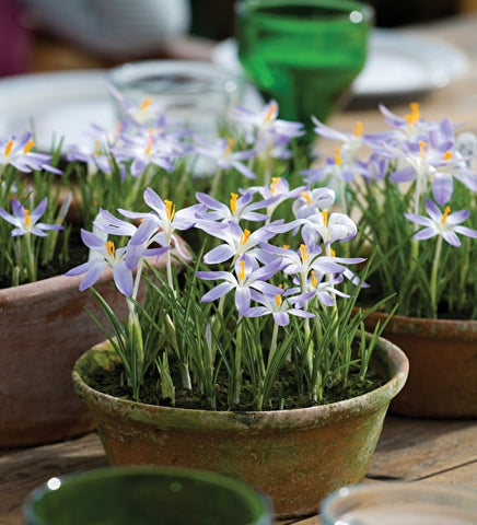 Crocus - a great source of early food for bees and can be grown in pots. Photo of crocus available to buy through Sarah Raven.