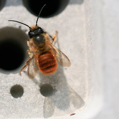 red mason bee close up