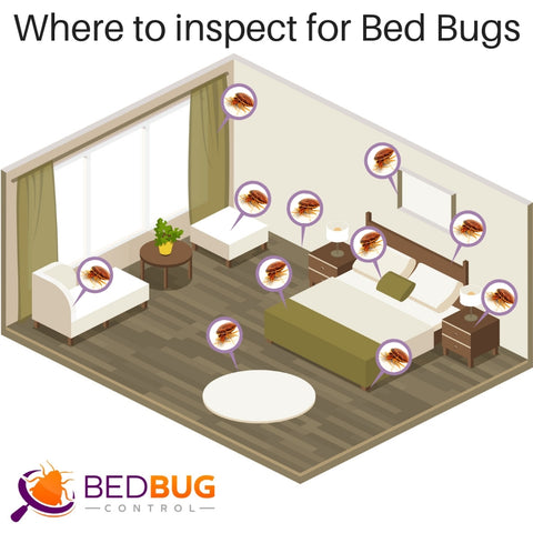 Where to treat for bed bugs