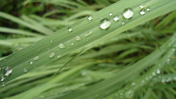 lemongrass essential oil