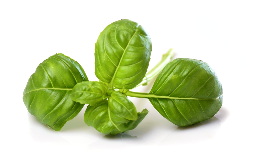 Uses of Basil Essential Oil