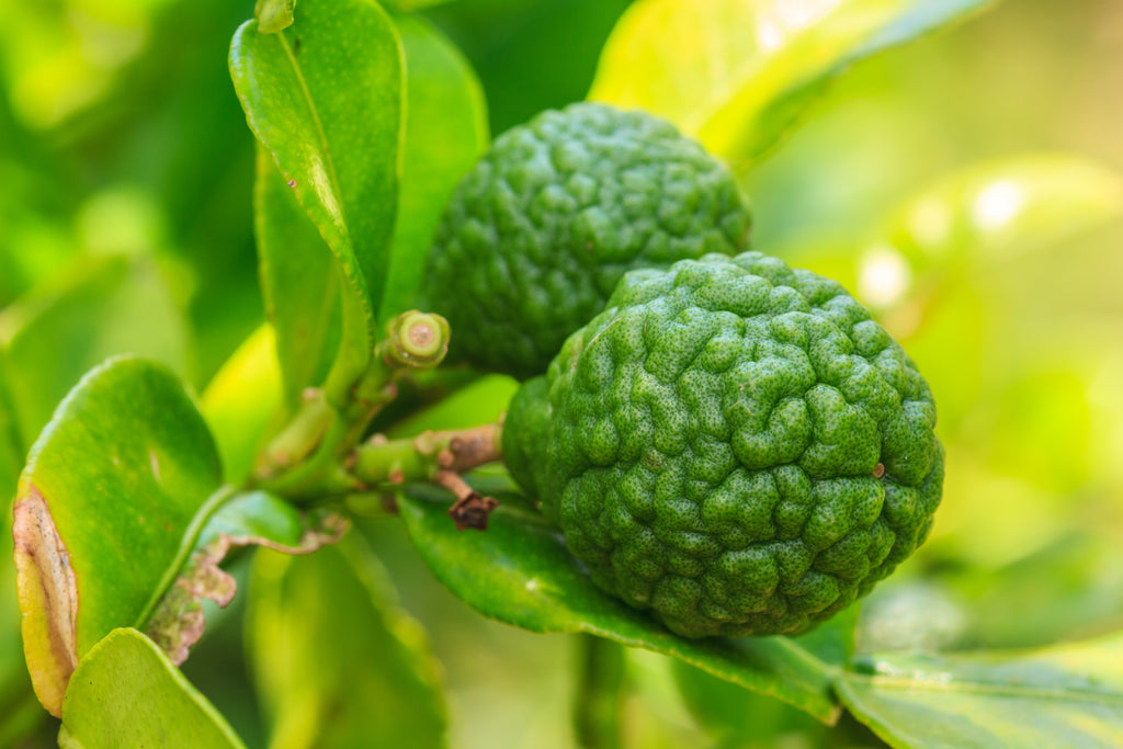 bergamot essential oil