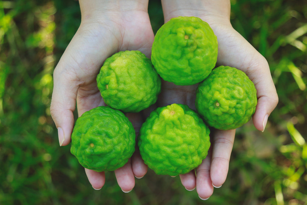 Recipes and Uses for Bergamot Essential Oil