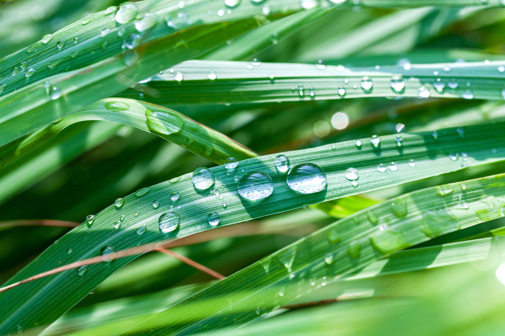 citronella essential oil