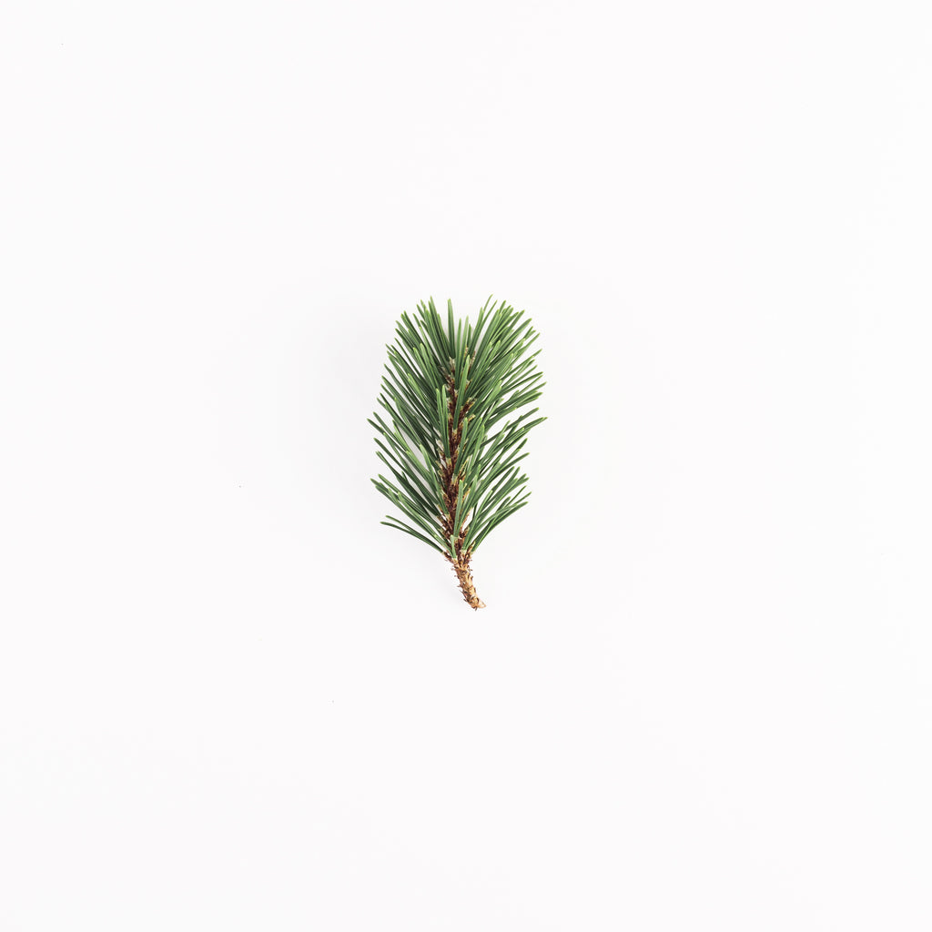 fir essential oil