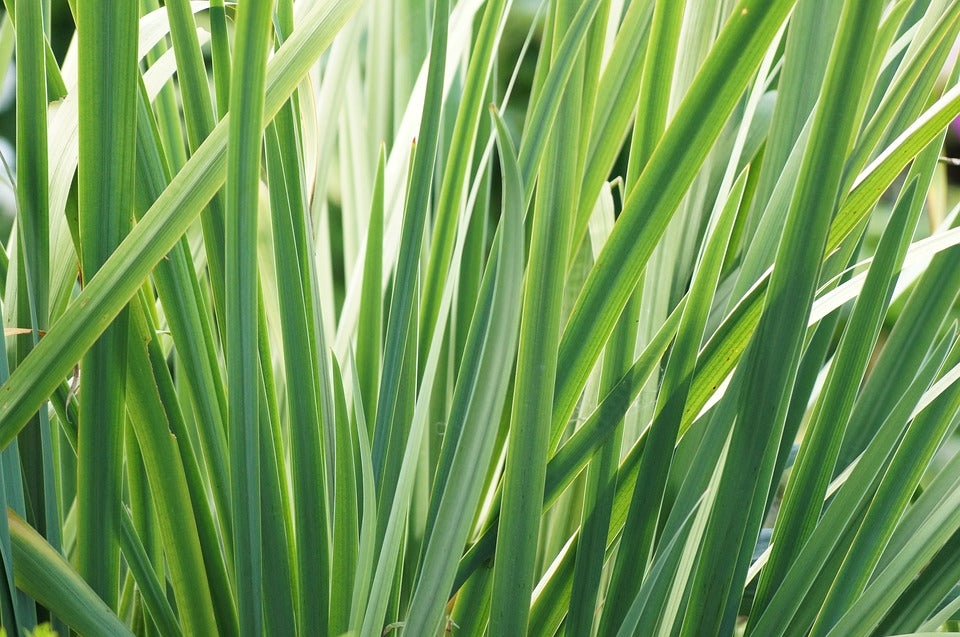 lemongrass essential oil