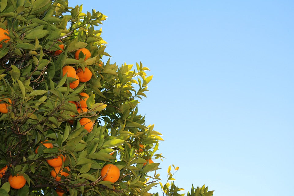 mandarin essential oil