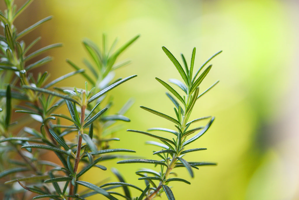 rosemary essential oil